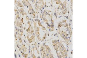 Immunohistochemistry of paraffin-embedded human stomach using STK11 antibody at dilution of 1:200 (x400 lens) (LKB1 anticorps)