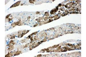 IHC testing of FFPE rat heart and AIF antibody. (AIF anticorps)