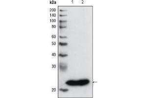 Western Blot showing using GSTP1 antibody used against PC3 cell lysate (1) and human cerebellum tissue lysate (2). (GSTP1 anticorps)