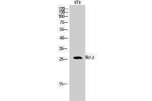 Western Blotting (WB) image for anti-B-Cell CLL/lymphoma 2 (BCL2) (Ser168), (Ser170) antibody (ABIN3179890) (Bcl-2 anticorps  (Ser168, Ser170))