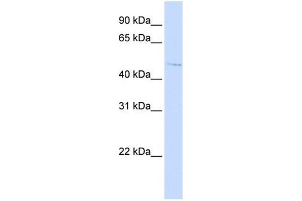 C16orf58 anticorps  (N-Term)