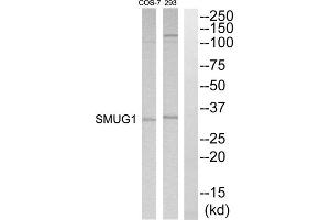 Western blot analysis of extracts from 293 and COS7 cells, using SMUG1 antibody. (SMUG1 anticorps  (Internal Region))