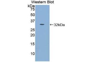 Western Blotting (WB) image for anti-Cadherin-16 (CDH16) (AA 353-617) antibody (ABIN1858322) (Cadherin-16 anticorps  (AA 353-617))