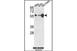 Western blot analysis of hUSP3-Y505 in K562, A375, NCI-H460 cell line lysates (35ug/lane) (USP3 anticorps  (C-Term))