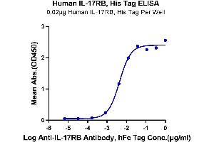 ELISA image for Interleukin 17 Receptor B (IL17RB) (AA 18-292) protein (His tag) (ABIN7274891)