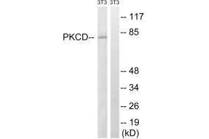 Western blot analysis of extracts from 3T3 cells, treated with EGF (200 ng/mL, 30 mins), using PKCD (Ab-64) antibody. (PKC delta anticorps  (Tyr64))