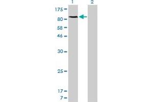 Western Blot analysis of NFKB1 expression in transfected 293T cell line by NFKB1 monoclonal antibody (M01), clone 2E6. (NFKB1 anticorps  (AA 860-969))