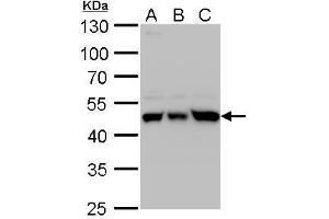 WB Image UQCRC1 antibody detects UQCRC1 protein by western blot analysis. (UQCRC1 anticorps)