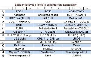 Image no. 1 for Human Cytokine Array Q9 (ABIN4956061) (Humain Cytokine Array Q9)