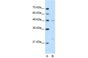 BSDC1 antibody used at 2. (BSDC1 anticorps  (N-Term))