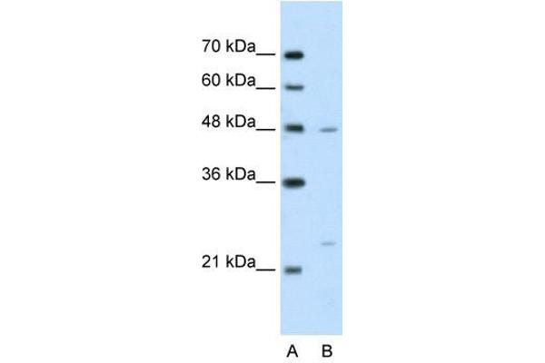 BSDC1 anticorps  (N-Term)