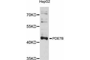 Western blot analysis of extracts of HepG2 cells, using PDE7B antibody (ABIN5998480) at 1/1000 dilution. (PDE7B anticorps)