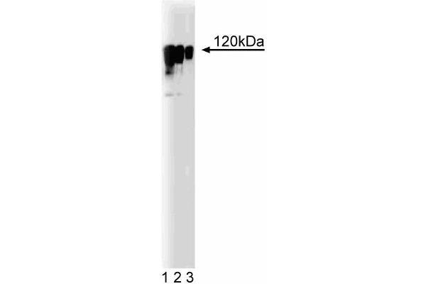 KIF11 anticorps  (AA 324-532)