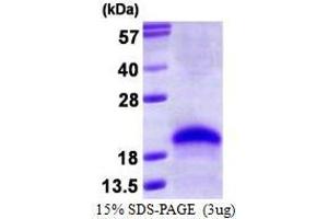 Figure annotation denotes ug of protein loaded and % gel used. (VEGF 165 Protéine)