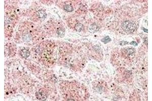 Immunohistochemistry (IHC) image for anti-Apolipoprotein F (APOF) (C-Term) antibody (ABIN2466653) (Apolipoprotein F anticorps  (C-Term))