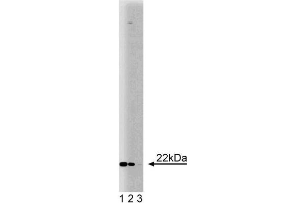 NINJ1 anticorps  (AA 1-152)