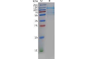 Human Protein, hFc Tag on SDS-PAGE under reducing condition. (DLL3 Protein (AA 27-490) (Fc Tag))