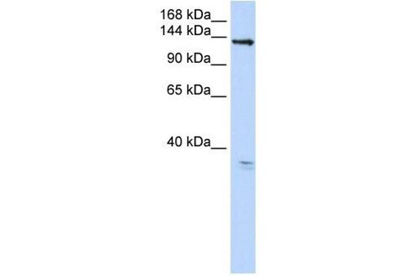 ANO3 anticorps  (C-Term)