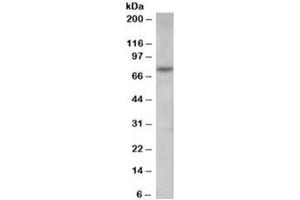 Western blot testing of human spleen lysate with PAD4 antibody at 0. (PAD4 anticorps)