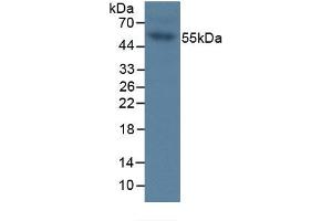 Western Blotting (WB) image for Interleukin 35 (IL35) ELISA Kit (ABIN6574300)