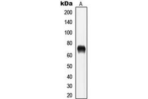 Western blot analysis of LIMK1/2 (pT508/505) expression in PC12 (A) whole cell lysates. (LIMK-1/2 (C-Term), (pSer505), (pSer508) anticorps)