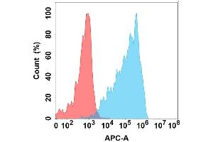 Flow cytometry analysis with Anti-CD160 on Expi293 cells transfected with human CD160 (Blue histogram) or Expi293 transfected with irrelevant protein (Red histogram). (CD160 anticorps)