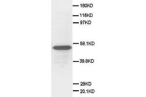 Anti-Secretogranin 3 antibody, Western blotting WB: HELA Cell Lysate (SCG3 anticorps  (C-Term))