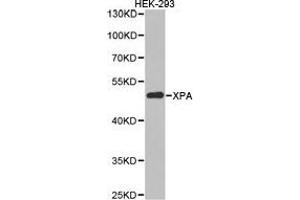 Western Blotting (WB) image for anti-Xeroderma Pigmentosum, Complementation Group A (XPA) antibody (ABIN1875361) (XPA anticorps)