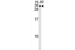 Western Blotting (WB) image for anti-Membrane-Spanning 4-Domains, Subfamily A, Member 7 (MS4A7) antibody (ABIN2999099) (MS4A7 anticorps)