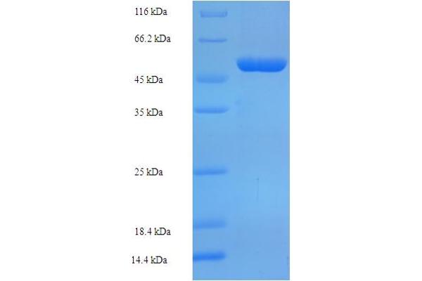 OXNAD1 Protein (AA 18-312) (His-SUMO Tag)