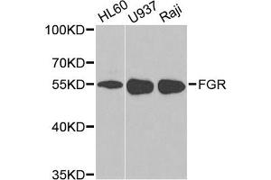Western blot analysis of extracts of various cell lines, using FGR antibody (ABIN5971104) at 1/1000 dilution. (Fgr anticorps)