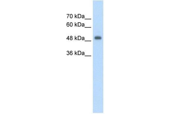 CUEDC1 anticorps  (Middle Region)