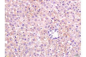 paraformaldehyde-fixed, paraffin embedded mouse liver tissue; Antigen retrieval by boiling in sodium citrate buffer(pH6) for 15min; Block endogenous peroxidase by 3% hydrogen peroxide for 30 minutes; Blocking buffer (normal goat serum) at 37°C for 20min; Antibody incubation with Rabbit Anti-Apolipoprotein A V Polyclonal Antibody, Unconjugated  at 1:200 overnight at 4°C, followed by a conjugated secondary and DAB staining (APOA5 anticorps)