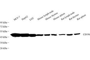 Western blot analysis of CD196 (ABIN7073457) at dilution of 1: 1000 (CCR6 anticorps)