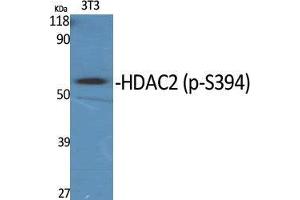 Western Blot (WB) analysis of specific cells using Phospho-HDAC2 (S394) Polyclonal Antibody. (HDAC2 anticorps  (pSer394))