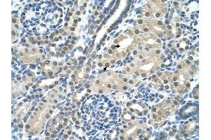 SBDS antibody was used for immunohistochemistry at a concentration of 4-8 ug/ml to stain Epithelial cells of renal tubule (arrows) in Human Kidney. (SBDS anticorps  (C-Term))