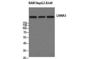 Western Blot analysis of RAW264. (Laminin alpha 5 anticorps)