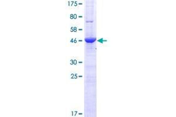 AMN1 Protein (AA 1-213) (GST tag)