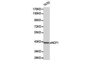 Western Blotting (WB) image for anti-Neutrophil Cytosol Factor 1 (NCF1) antibody (ABIN1873836) (NCF1 anticorps)