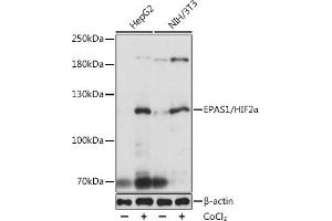 Western blot analysis of extracts of various cell lines, using EP/HIF2α antibody (ABIN6127869, ABIN6141764, ABIN6141765 and ABIN6223457) at 1:1000 dilution. (EPAS1 anticorps  (AA 588-870))