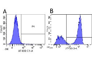 Flow-cytometry using anti-CD3 epsilon antibody YTH 12. (Recombinant CD3 epsilon anticorps)