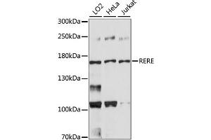 Western blot analysis of extracts of various cell lines, using RERE antibody (ABIN6291795). (RERE anticorps)