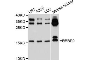Western blot analysis of extracts of various cell lines, using RBBP9 antibody. (RBBP9 anticorps)