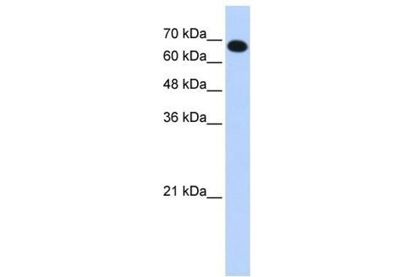 CCDC38 anticorps  (N-Term)