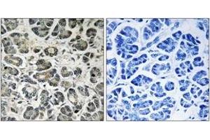 Immunohistochemistry (IHC) image for anti-NADH Dehydrogenase (Ubiquinone) 1 alpha Subcomplex, 8, 19kDa (NDUFA8) (AA 109-158) antibody (ABIN2890434) (NDUFA8 anticorps  (AA 109-158))