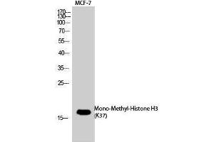 Western Blotting (WB) image for anti-Histone 3 (H3) (meLys37) antibody (ABIN3181854) (Histone 3 anticorps  (meLys37))