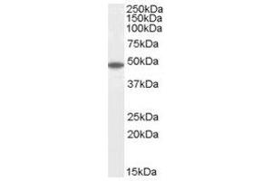 Image no. 1 for anti-Flotillin 2 (FLOT2) (C-Term) antibody (ABIN374221) (Flotillin 2 anticorps  (C-Term))