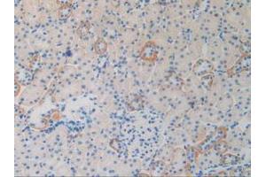 IHC-P analysis of Rat Kidney Tissue, with DAB staining. (2B4 anticorps  (AA 20-221))