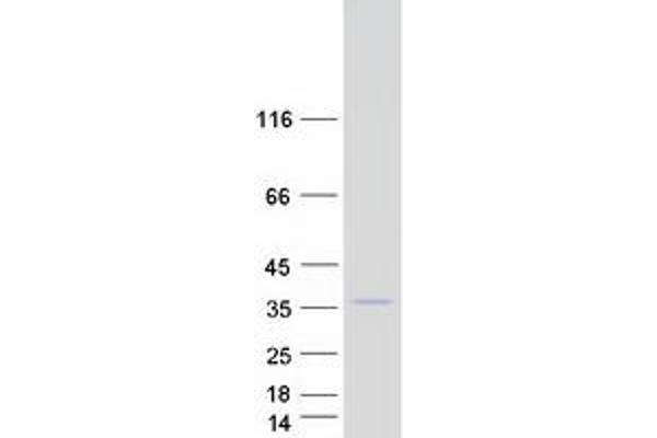 COQ3 Protein (Myc-DYKDDDDK Tag)