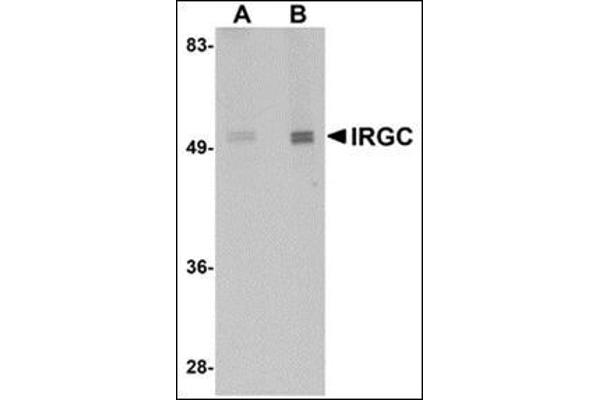 IRGC anticorps  (C-Term)